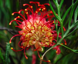 Australian Native Plants - Grevillea